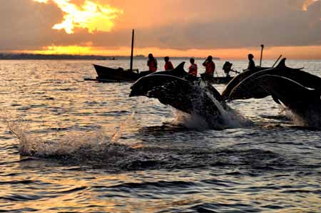 lovina wisata lumba lumba bali