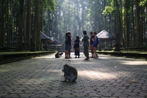 sangeh bali